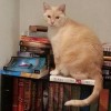 Willow On My Bookshelf