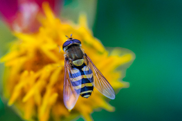 Bee on a Flower