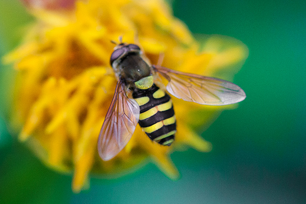 Bee on a Flower