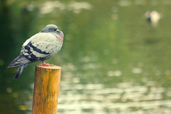 A pigeon on a stump overlooking the water