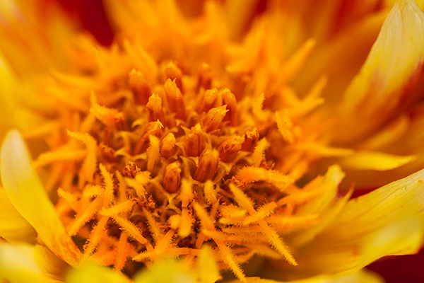 Orange and yellow flower