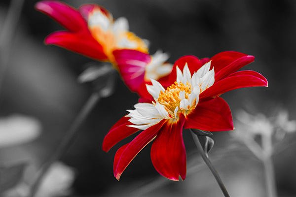 Red and white flowers against a grey background