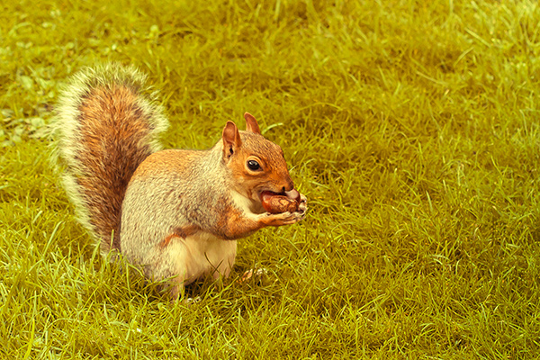 A squirrel eating nuts