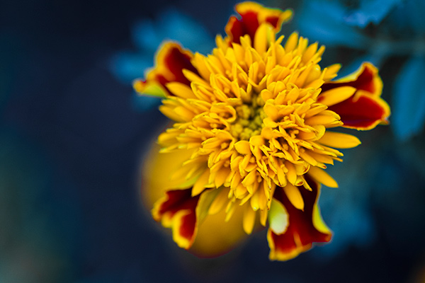 A yellow flower against a blue background