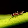 Ant on a Plant Stem