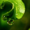 Water Drop Hanging from a Leaf