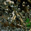 Dew on a Spider Web
