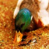 Duck Drinking from a Pond