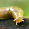 Banana Slug