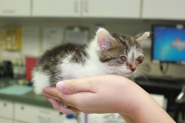 Gru the kitten, thrown out of a moving vehicle