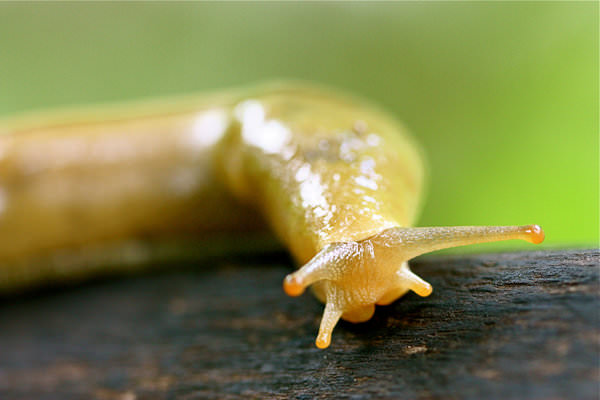A photo of a banana slug