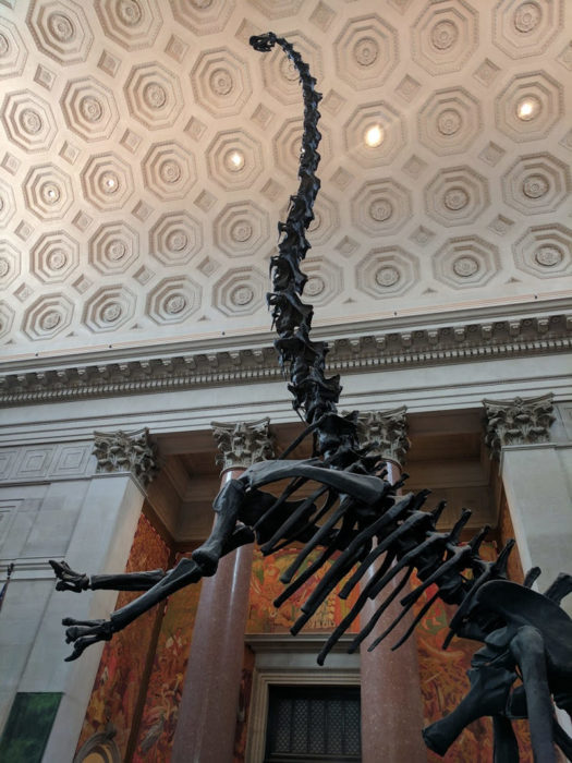 Dinosaur bones at the NYC Natural History Museum