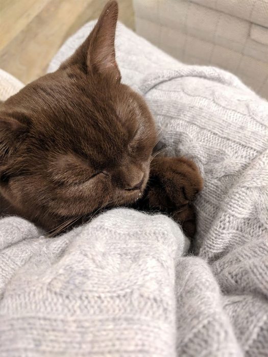 Chocolate kitten laying on cashmere blanket