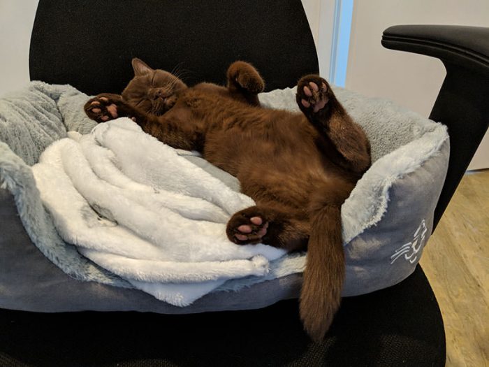 Chocolate kitten sleeping on cat bed