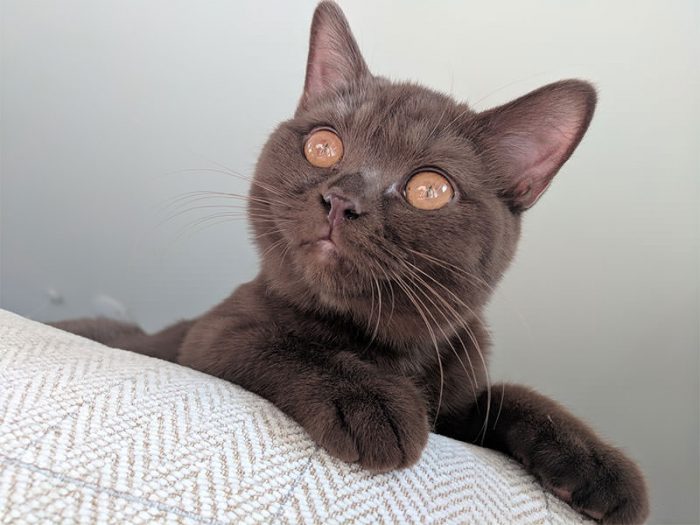 Chocolate kitten with orange eyes