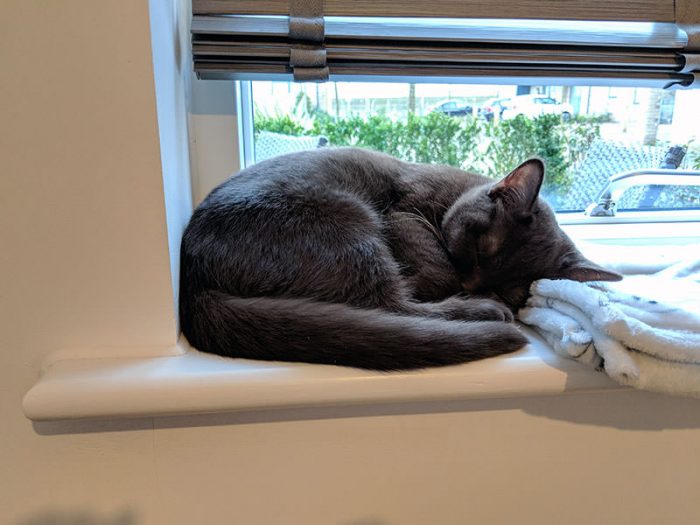 Chocolate kitten sleeping on window sill